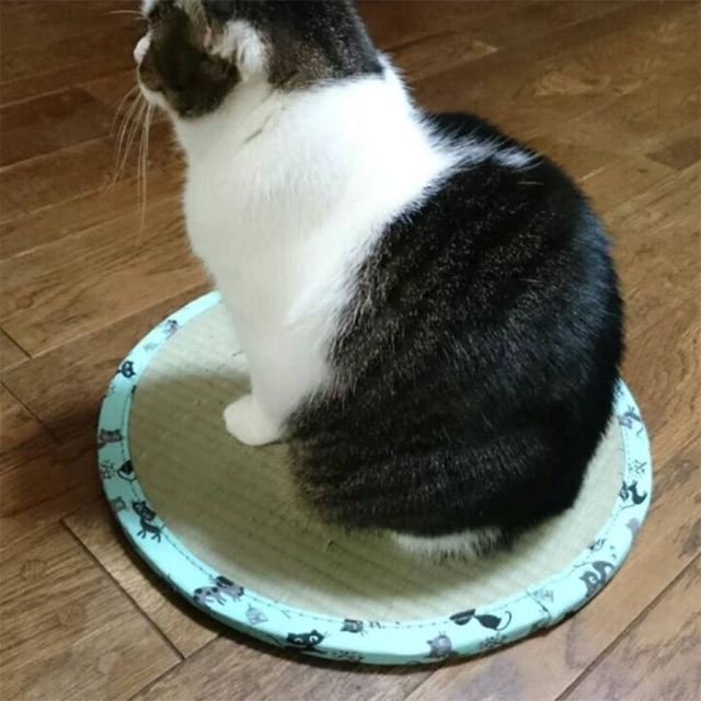 ネコほいほい