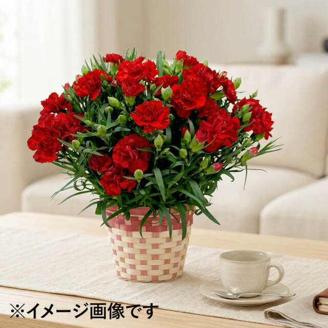 カーネーション鉢植え