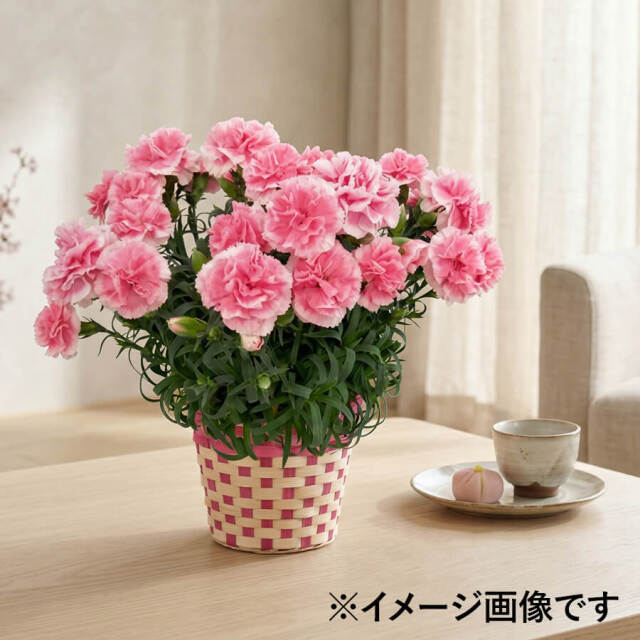 カーネーション鉢植え