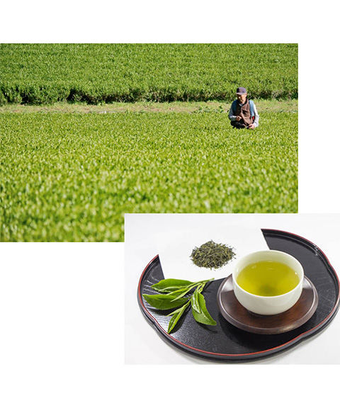 八女茶