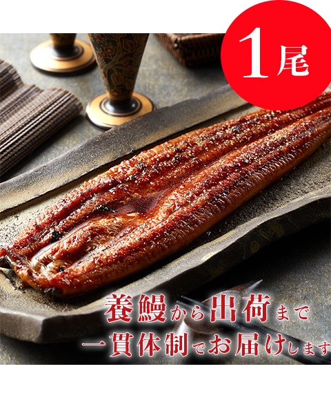 「鰻楽」 九州産 うなぎ蒲焼1尾