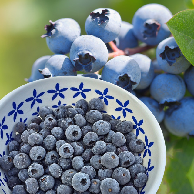 冷凍ブルーベリー