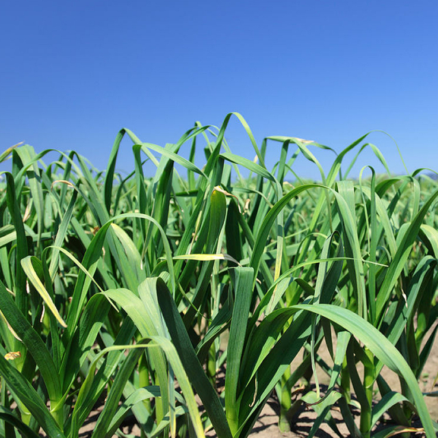 鹿児島にんにく