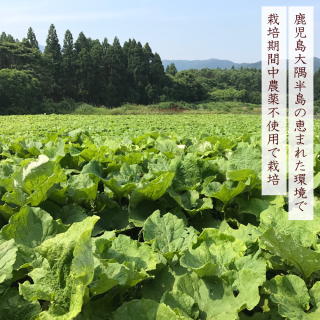 焙煎ごぼう茶