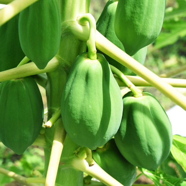 乾燥かのや青パパイヤ