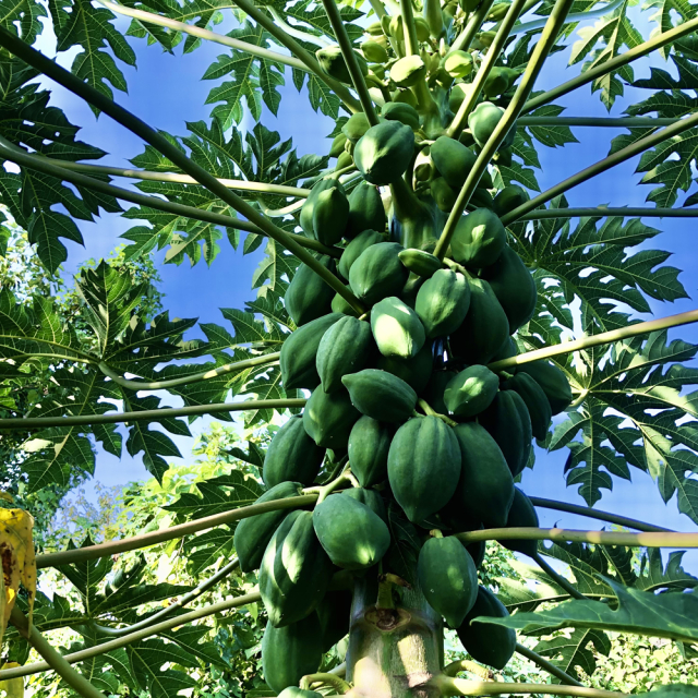 かのや青パパイヤ