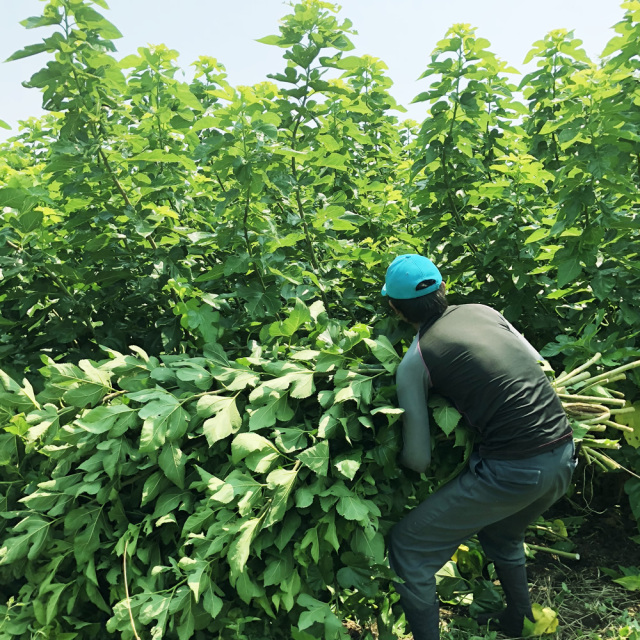 桑茶「桑恵茶」