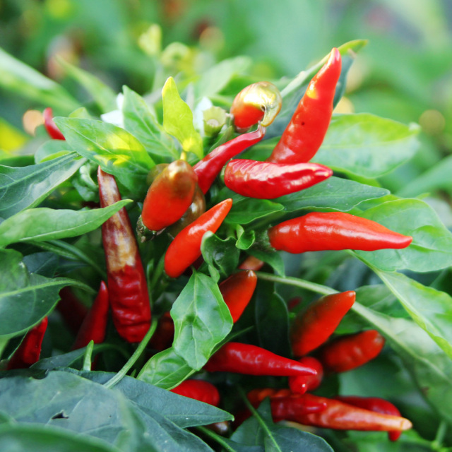 乾燥トウガラシ