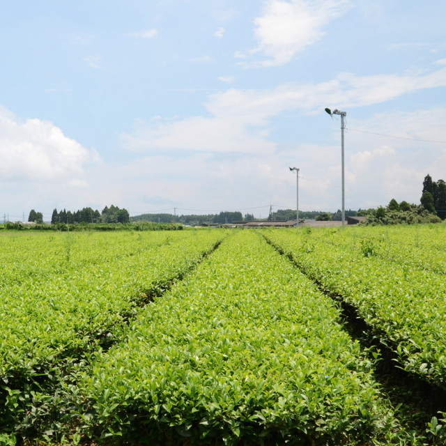 田舎仕立て煎茶