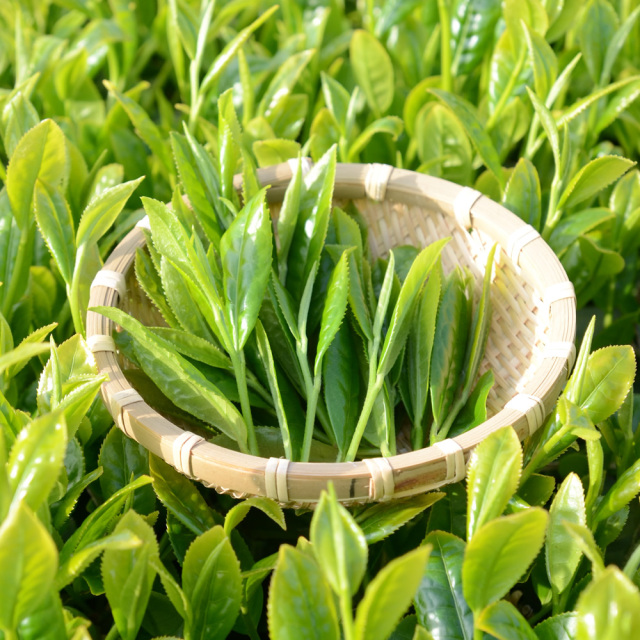 田舎仕立て煎茶