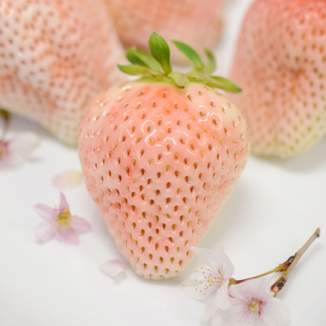 さくらいちご