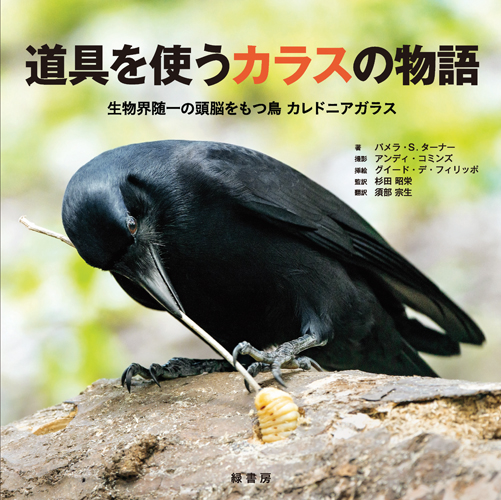 道具を使うカラスの物語