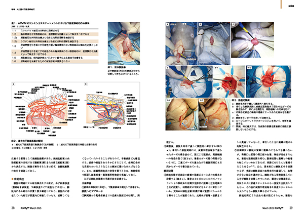 〈獣医学〉  犬と猫の泌尿器疾患 犬と猫の泌尿器疾患: 検査・診断・治療のすべて | ピーター・E