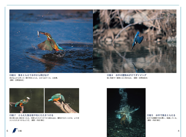 知って楽しいカワセミの暮らし 株式会社 緑書房 