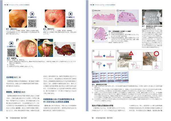【裁断済】伴侶動物臨床検査 No.1-6セット 伴侶動物臨床検査 株式会社 緑書房