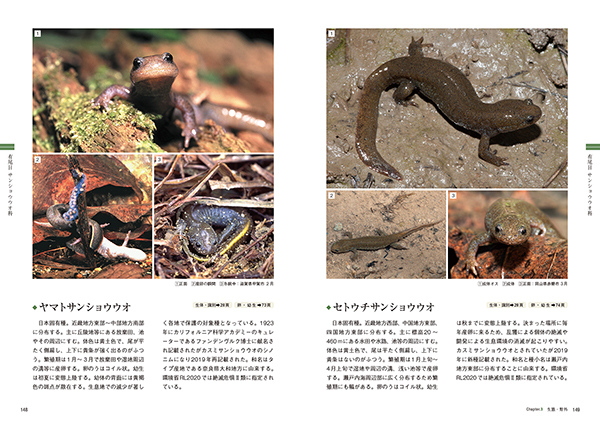 有尾社 / Yubisha 有尾類 イモリ サンショウウオ 爬虫類 両生類 洋書 図鑑