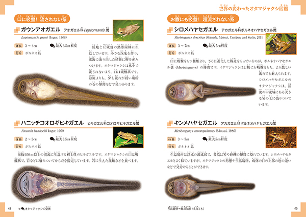 おたまじゃくしページ Next exhibition at NANZUKA