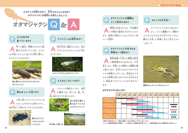 おたまじゃくしページ 日本のいきものビジュアルガイド はっけん! オタマジャクシ 株式