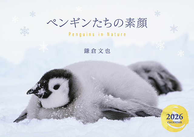 ペンギンたちの素顔カレンダー2026（壁掛け）