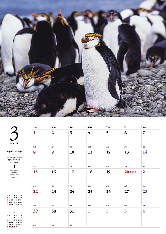 ペンギンたちの素顔カレンダー2026（壁掛け） 株式会社 緑書房