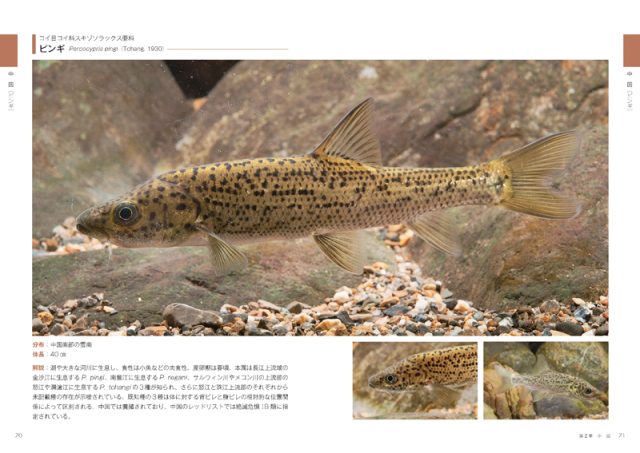 世界 温帯域の淡水魚図鑑 株式会社緑書房