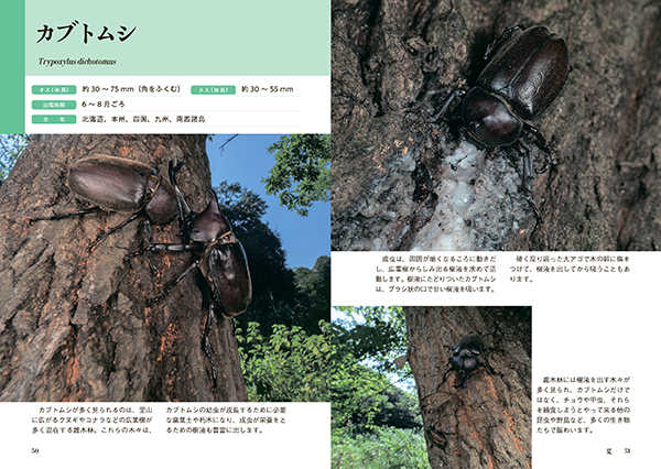 春夏秋冬 となりの昆虫観察図鑑 株式会社 緑書房