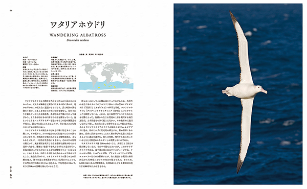 世界鳥類大図鑑 BIRD 世界鳥類大図鑑 （BIRD） 本