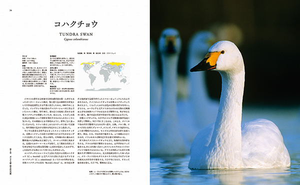 【連休限値下】⭕️ 世界鳥類大図鑑　ネコ・パブリッシング 2009年刊　大判 71Qu821EIIL._AC_UF350,