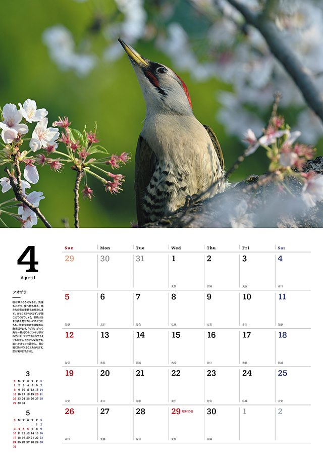 2026 鳥のカレンダー  Siegel Amazon.co.jp: 野鳥カレンダー 2026 壁掛け（B4変型／月めくり）日本の