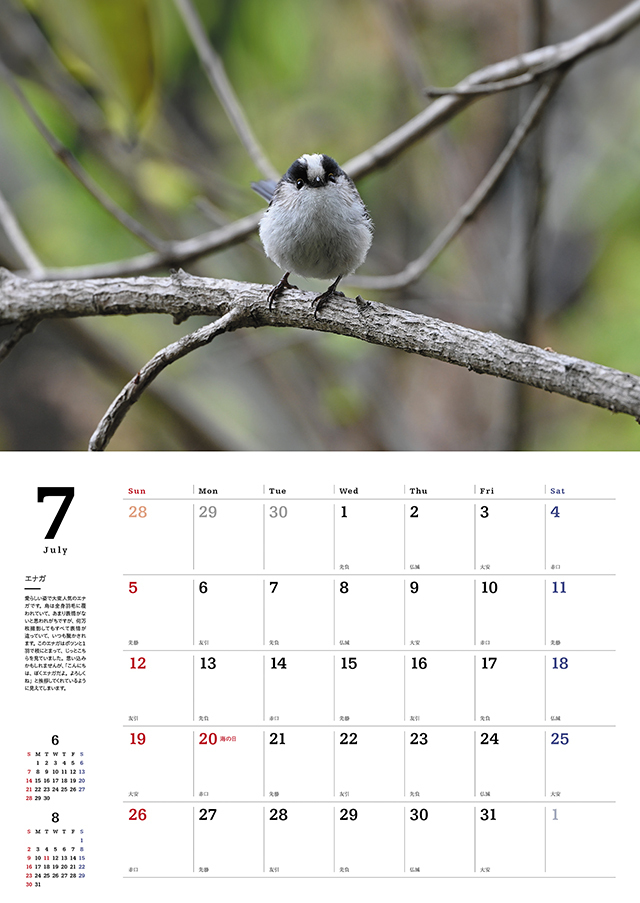 身近な野鳥カレンダー2026（壁掛け） 株式会社 緑書房
