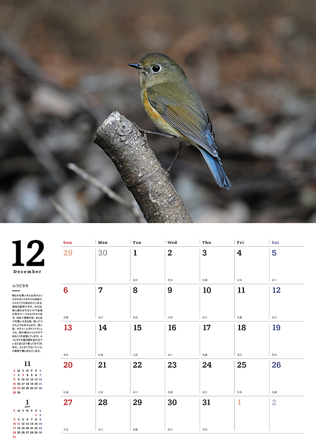 身近な野鳥カレンダー2026（壁掛け） 株式会社 緑書房