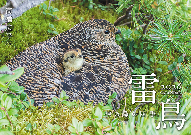 雷鳥 神の鳥の四季カレンダー2026（壁掛け） 株式会社 緑書房