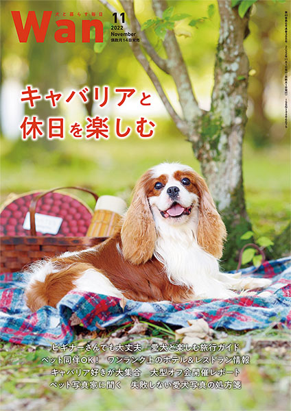 同梱10円　わん!! Walker 2022年10-11月号 Wan 2022年11月号 10/14発売 株式会社 緑書房