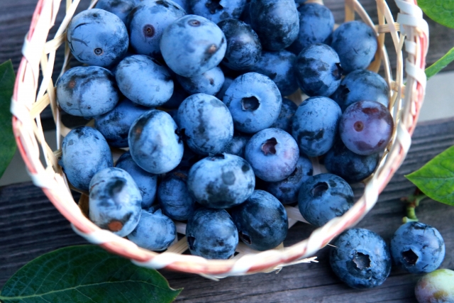 （冷蔵発送・同梱不可）手摘み採れたて芳乃ガーデン　生ブルーベリー粒　３００ｇ｜９月中旬ごろまで