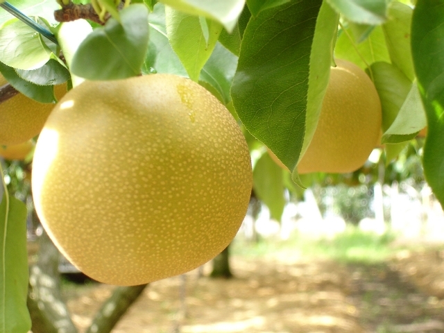 送料無料】福島県須賀川産 ☆梨☆幸水 約5キロ 18玉／8月