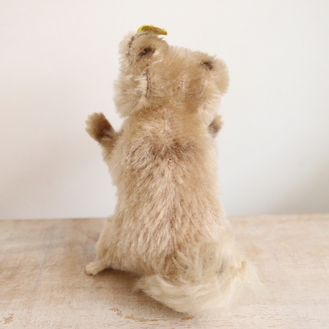 アンティーク シュタイフ アライグマ Steiff Raccy 10cm サイズ