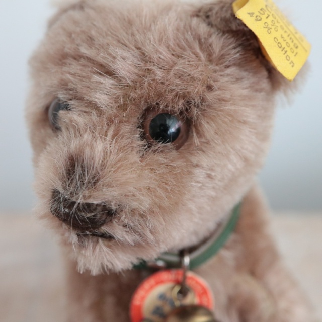 アンティーク シュタイフ こぐま Steiff Jungbaer Bear cub 12cm