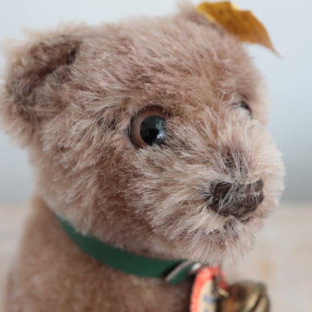 アンティーク シュタイフ こぐま Steiff Jungbaer Bear cub 12cm