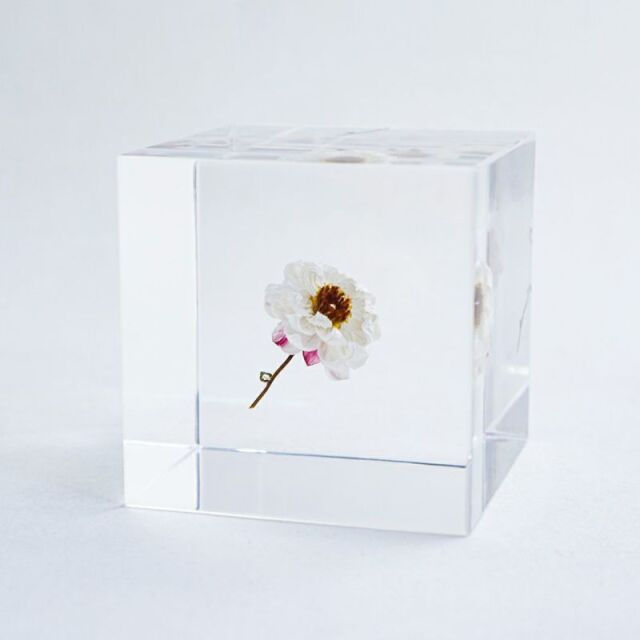 Sola cube(ソラキューブ） - Sola cube -/ローダンセ　4ｃｍ