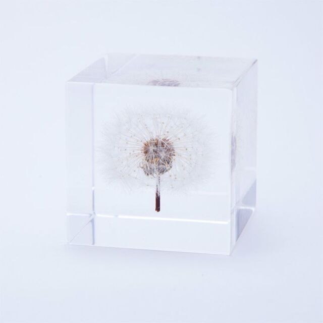 Sola cube(ソラキューブ） - Sola cube -
