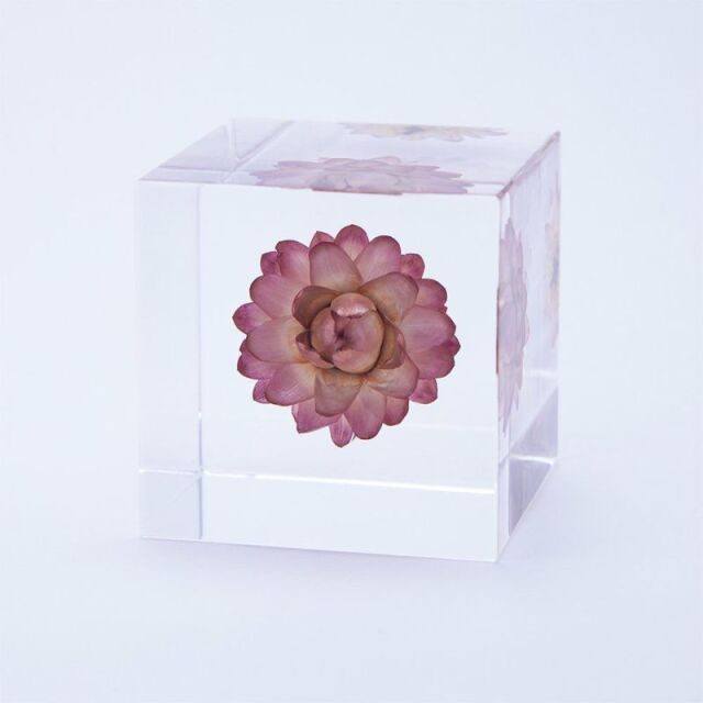 Sola cube(ソラキューブ） - Sola cube -