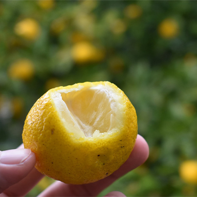 wanowa ハンドクリーム ゆず