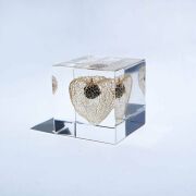 Sola cube(ソラキューブ） - Sola cube -/ホオズキ　5ｃｍ