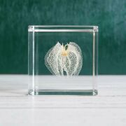 Sola cube(ソラキューブ） - Sola cube -/クロホオズキ　4ｃｍ