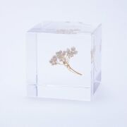 Sola cube(ソラキューブ） - Sola cube -/ライスフラワー　4ｃｍ