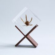 Sola cube(ソラキューブ） - Sola cube -/エリンジウム　4ｃｍ