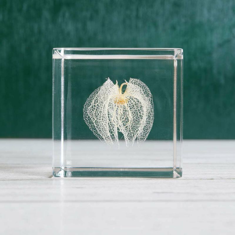 植物の美しい瞬間をアクリルキューブに Sola cube(ソラキューブ
