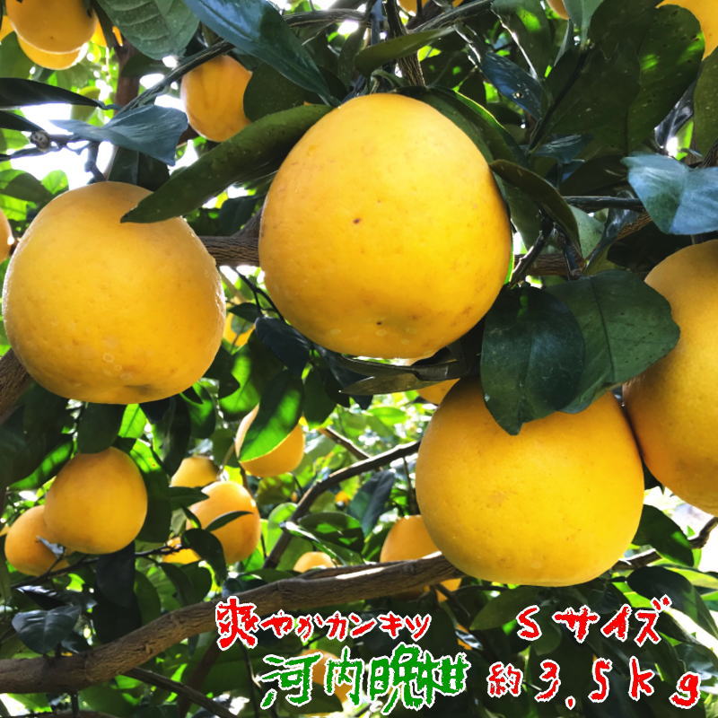 河内晩柑