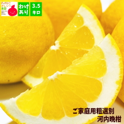 河内晩柑