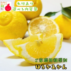 訳ありはるかみかん